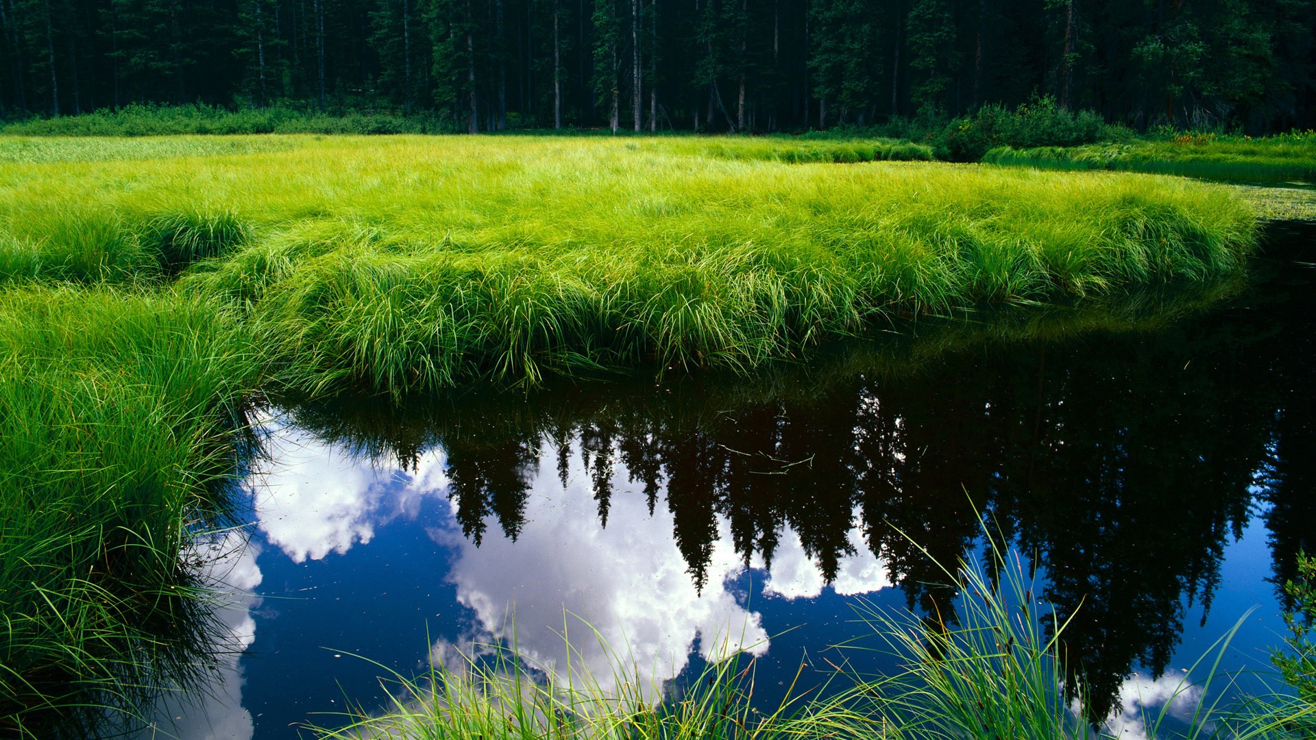 仰泳赛道中立代表队A选手节奏精准,仰泳 2017