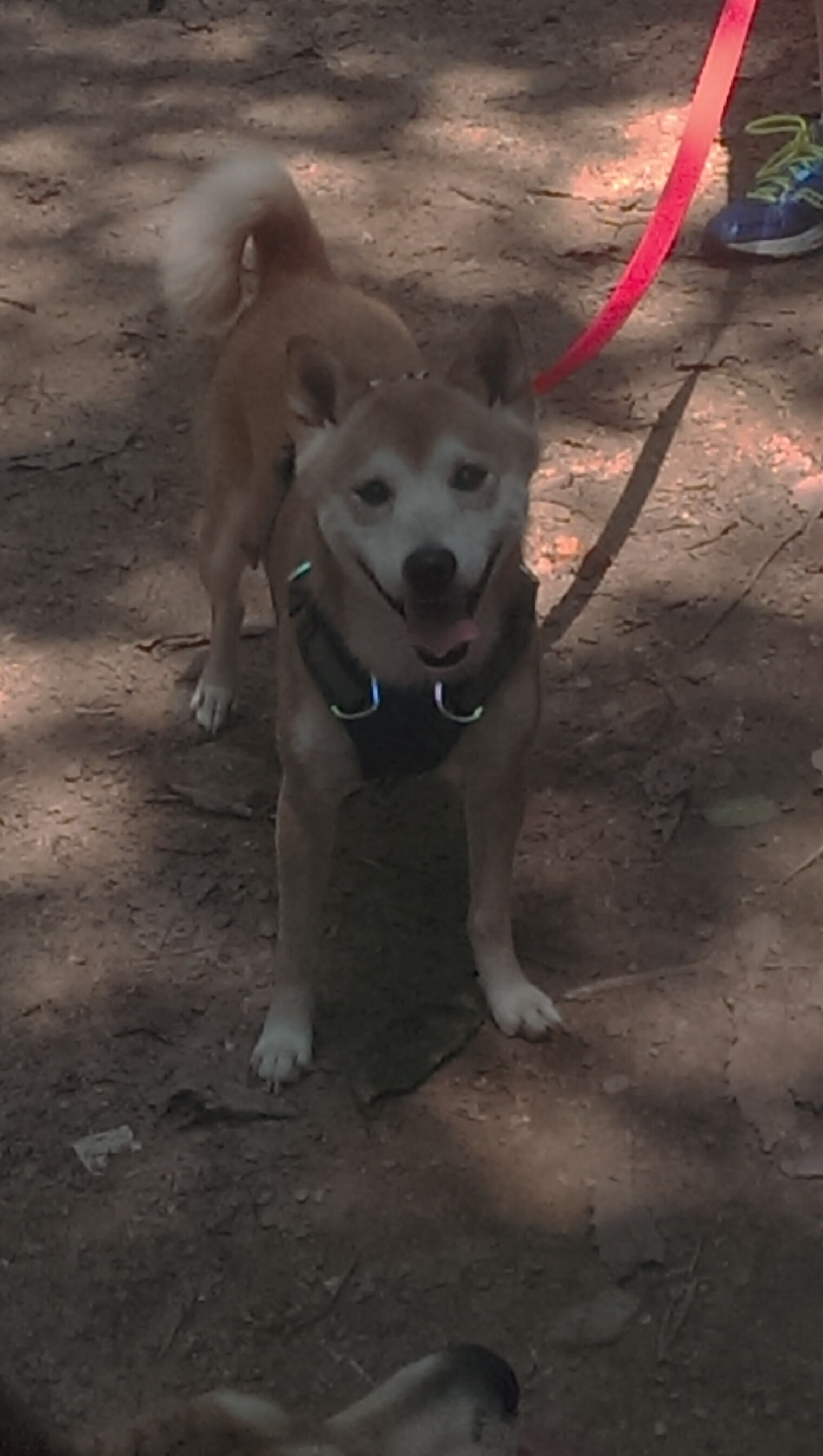 全球多地举办足球公益慈善赛,携手推动青少年体育发展,足球公益项目简介