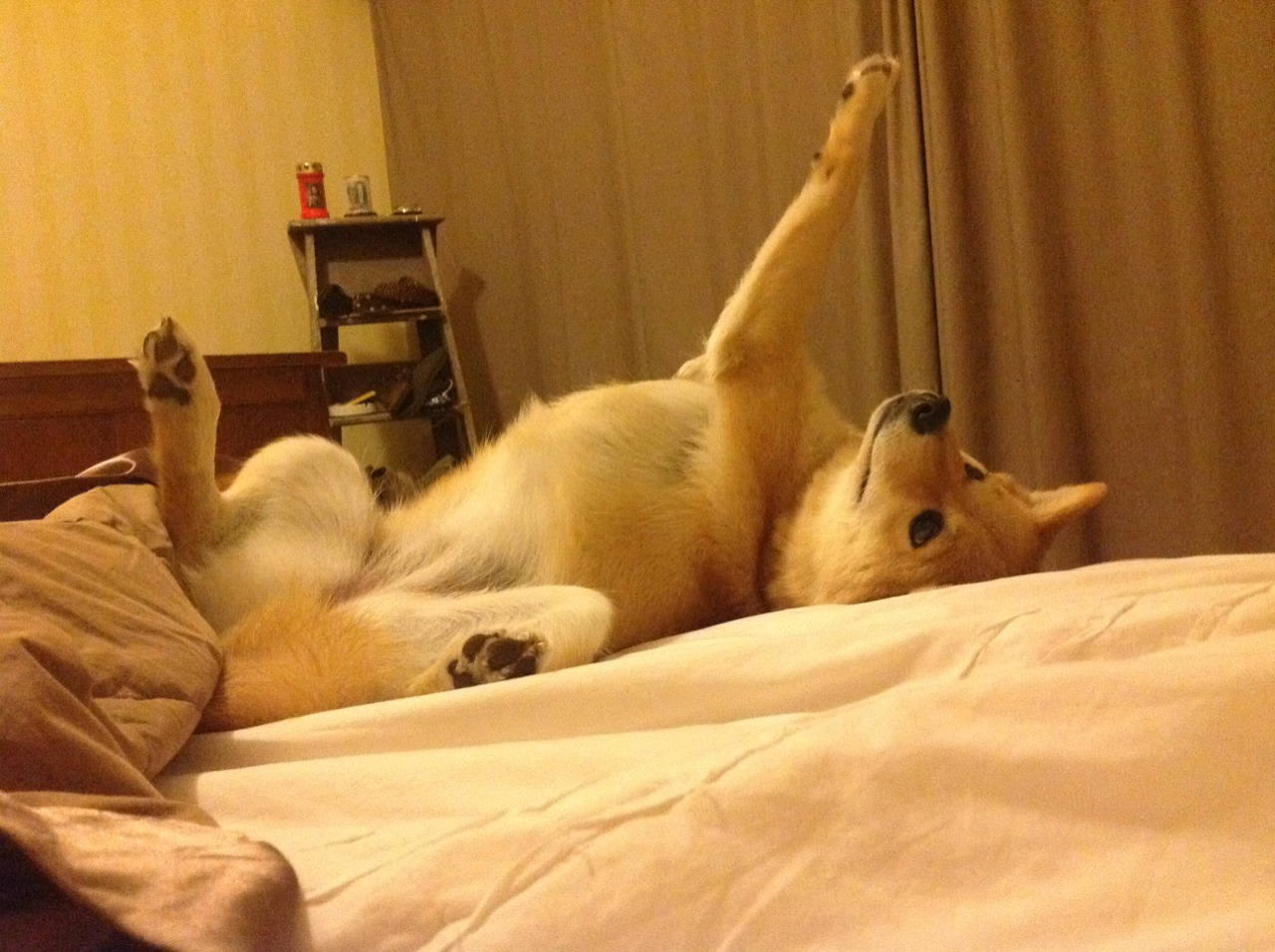 希腊女篮在欧洲锦标赛中再夺金,传统强队继续发光发热,希腊女篮直播